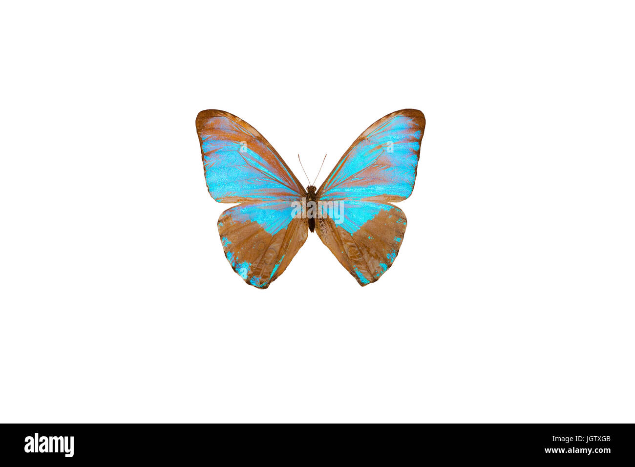 Morpho Aurora (Lepidoptera: Nymphalidae) in Bolivien im Jahr 1949 von Rodolfo Zischka gefangen. Stockfoto