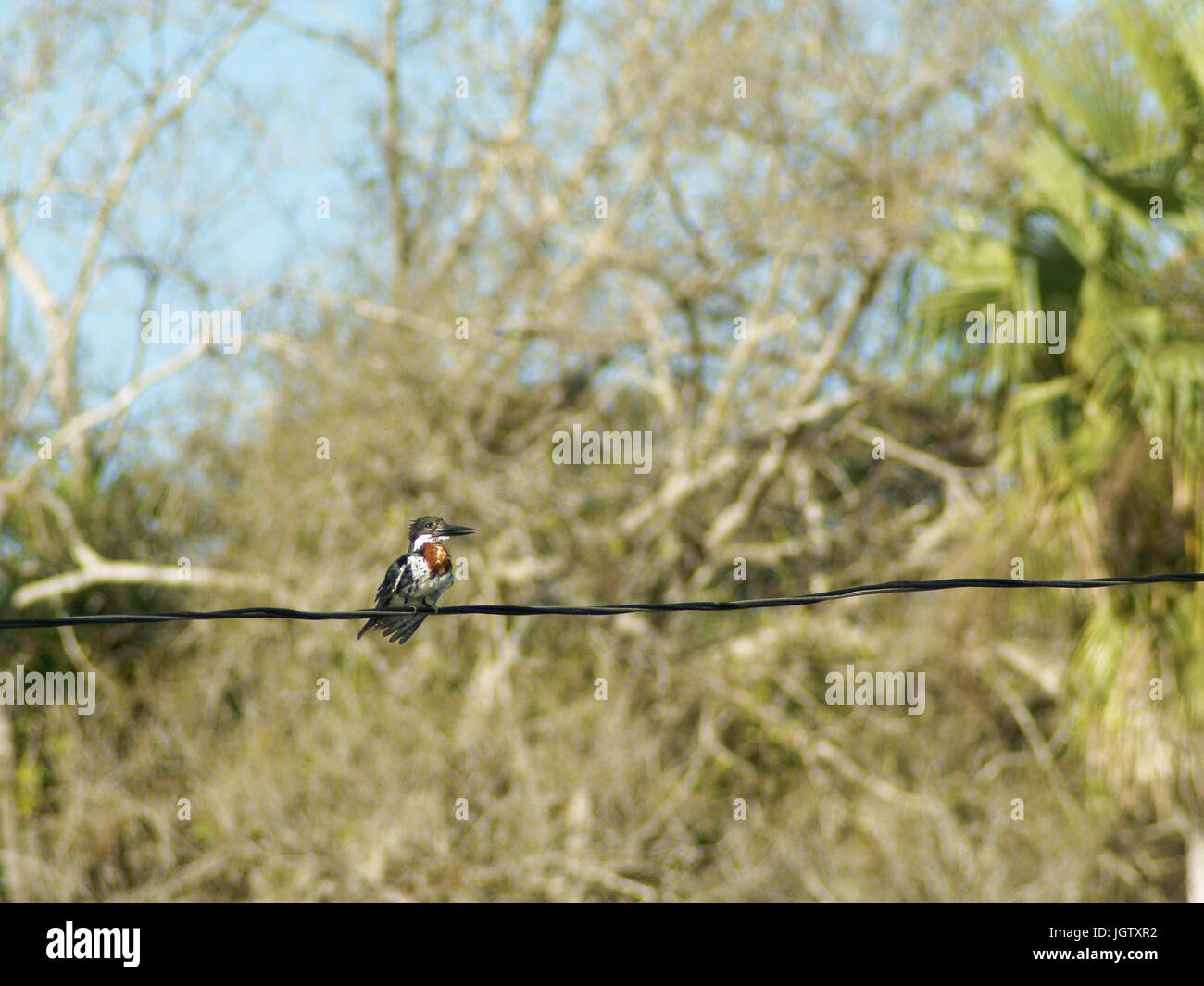 Martin Pescador Pequeno, macho, grüne Kingfisher Chloroceryle Americana, Pantanal, Mato Grosso do Sul, Brasilien Stockfoto