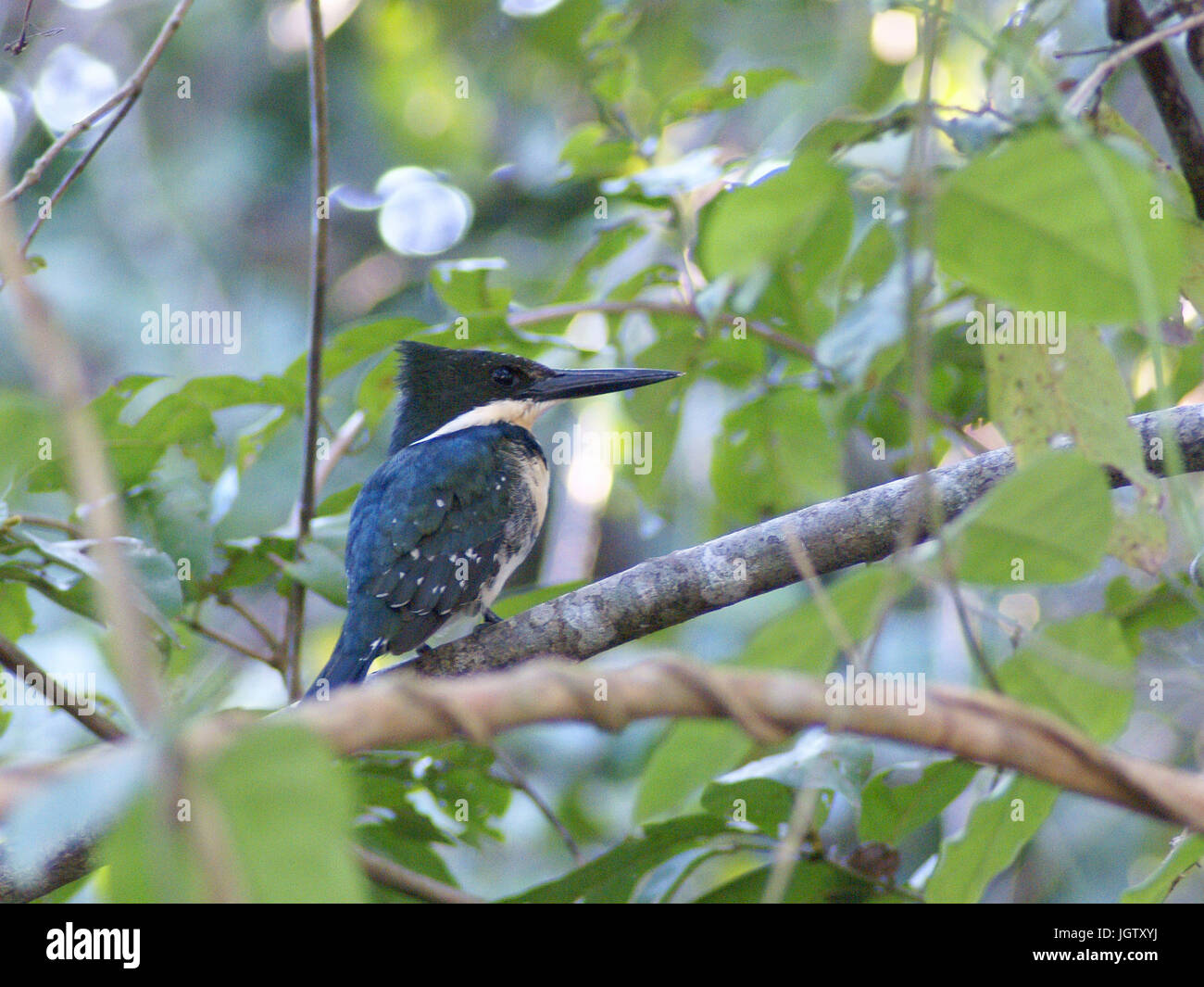 Martin Pescador Pequeno, macho, grüne Kingfisher Chloroceryle Americana, Pantanal, Mato Grosso do Sul, Brasilien ATENÇÃO: NÃO PODEMOS REPRESENTAR ESSA Stockfoto