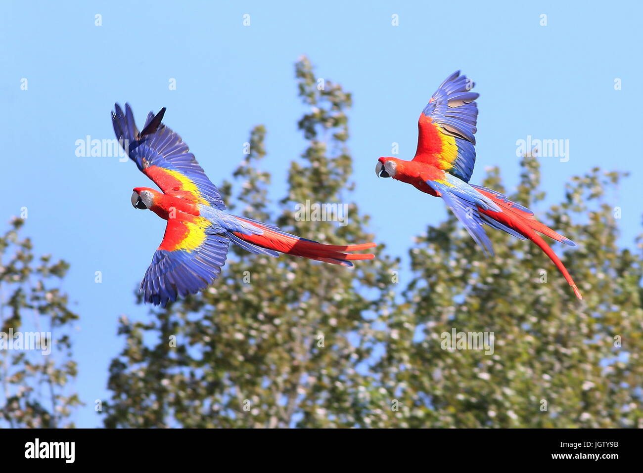 Männliche und weibliche südamerikanische hellroten Aras (Ara Macao) im Flug. Stockfoto
