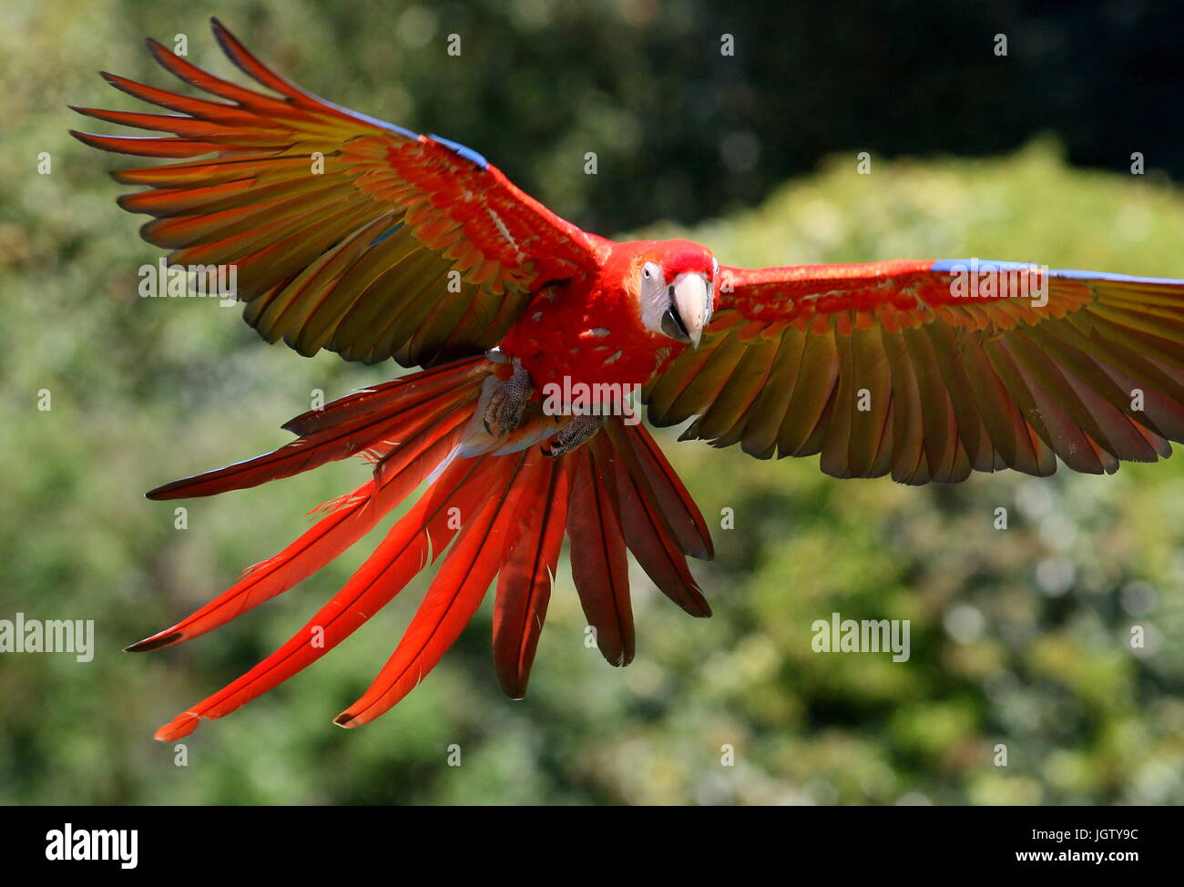 South American hellroten Aras (Ara Macao) im Flug, kommend in Richtung der Kamera Flügel ausgestreckt. Stockfoto