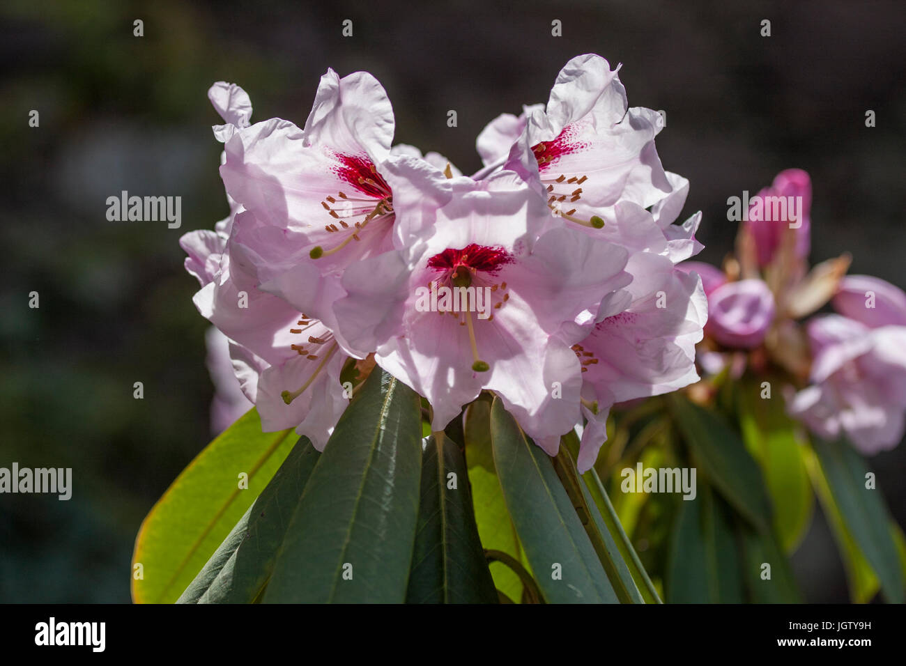 Rhododendron Calophytum X fortunei. Stockfoto