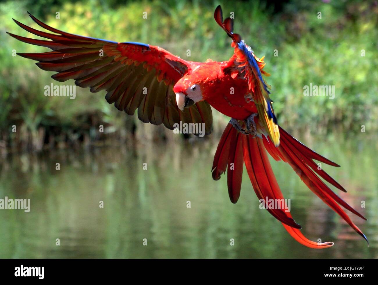 South American hellroten Aras (Ara Macao) im Flug, kommend in Richtung der Kamera Flügel ausgestreckt. Stockfoto