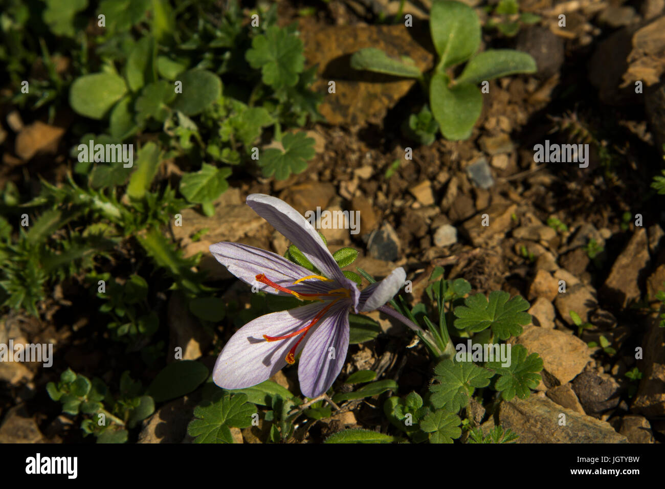 Crocus Cartwrightianus wächst auf den Felsen an den Hängen des Karfi Berg in der Nähe der Lassithi-Hochebene auf Kreta. Stockfoto