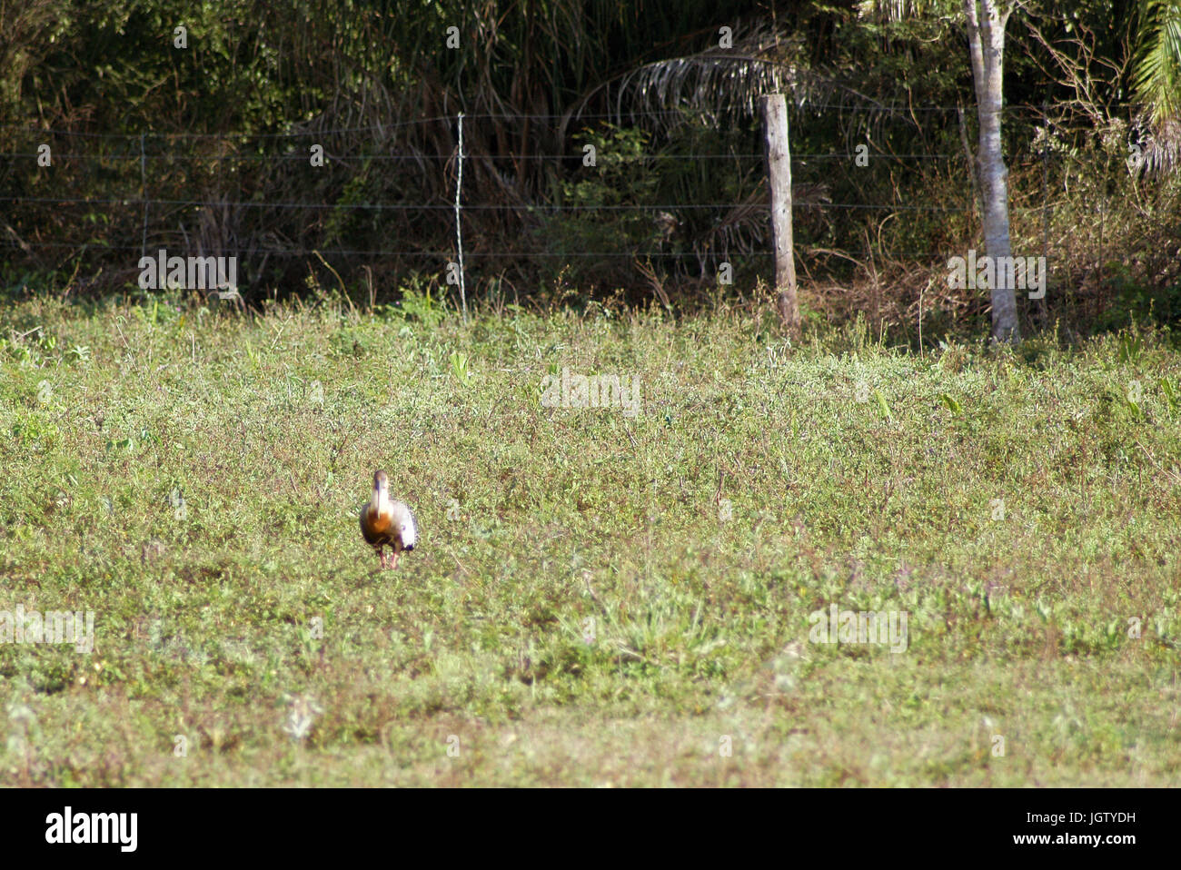 Curicaca der Hals gelb, Buff-necked Ibis, Theristicus Caudatus, Pantanal, Mato Grosso do Sul, Brasilien Stockfoto