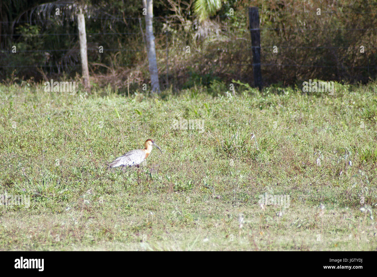 Curicaca der Hals gelb, Buff-necked Ibis, Theristicus Caudatus, Pantanal, Mato Grosso do Sul, Brasilien Stockfoto