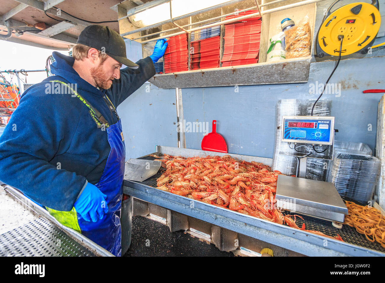 Kommerziellen Fischerboot Nordic Rand aus Vancouver Island, BC, Kanada, Angeln für Garnelen (wie Garnelen aber größer). Packung Garnelen in Kisten zum Verkauf. Stockfoto