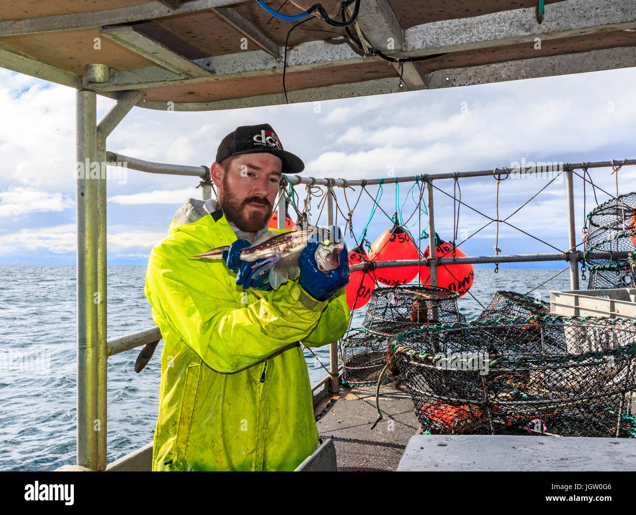 Kommerziellen Fischerboot Nordic Rand aus Vancouver Island, BC, Kanada, Angeln für Garnelen (wie Garnelen aber größer). Nicht alles in der Falle ist ein pra Stockfoto