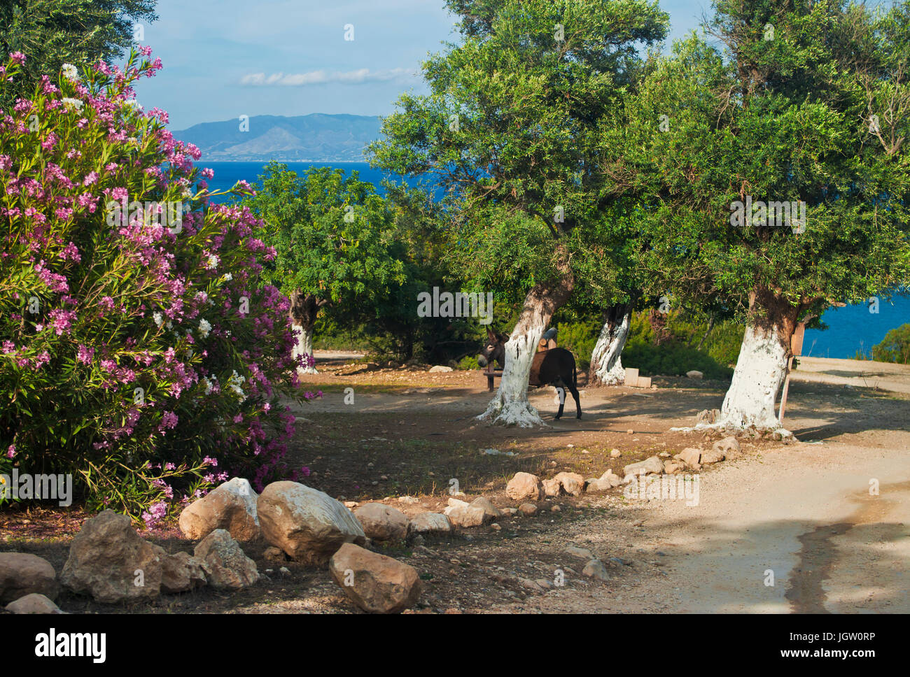Blick auf Esel stehen unter großer Baum und Oleander blühen auf Akamas-Halbinsel, Zypern Stockfoto