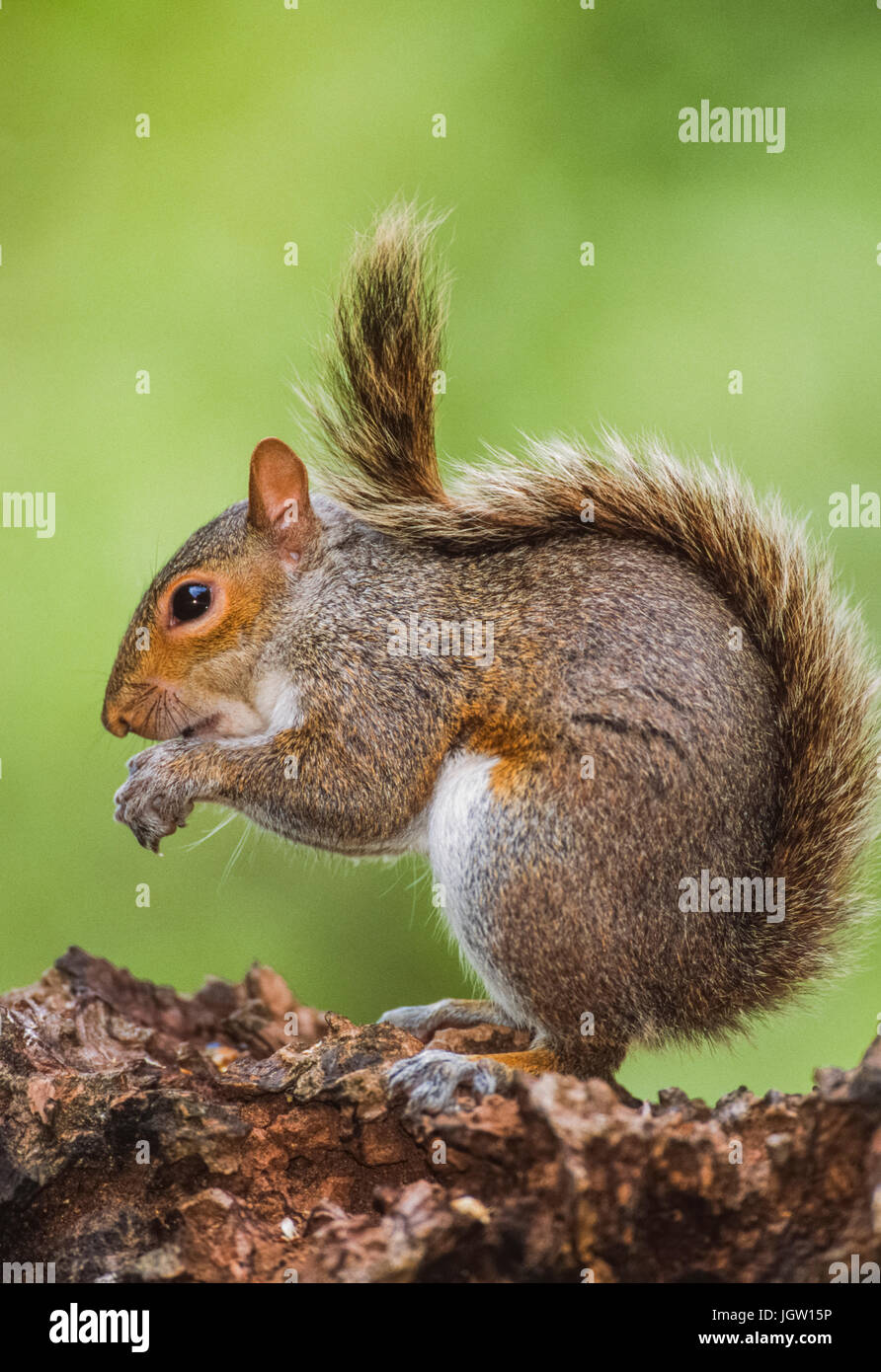 Grey Squirrel, (Sciurus carolinensis), Regent's Park, London, Großbritannien Stockfoto