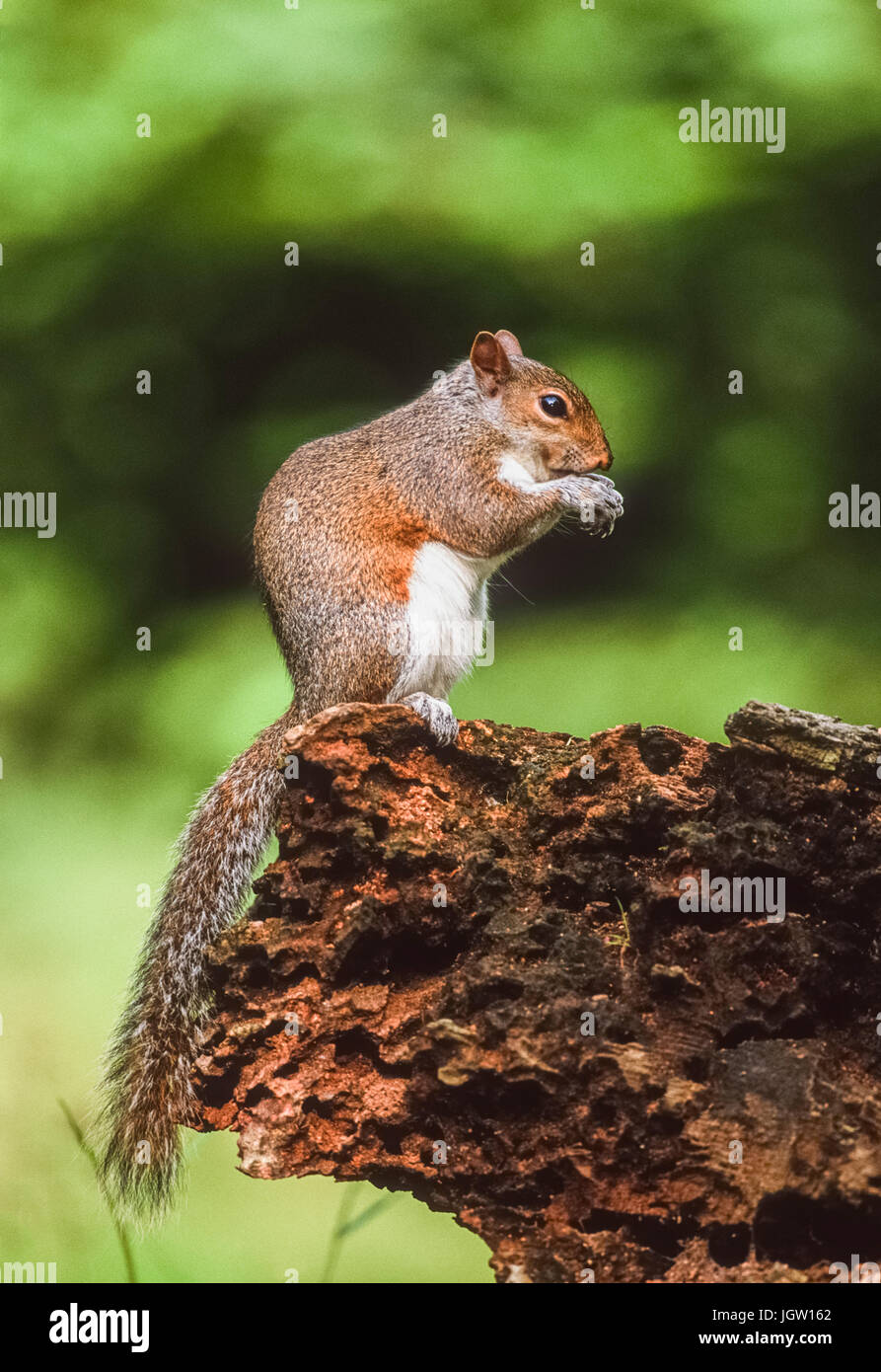 Graue Eichhörnchen (Sciurus carolinensis), Regents Park, London, Vereinigtes Königreich Stockfoto