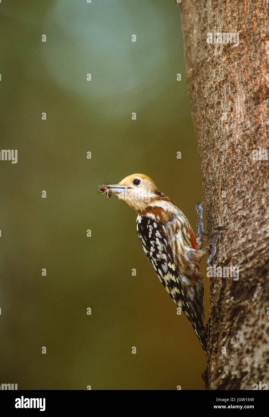 Gelb - gekrönte Specht, (Leiopicus mahrattensis) oder mahratta Specht, Weibchen im Nest hole, Keoladeo Ghana National Park, in Bharatpur, Indien Stockfoto