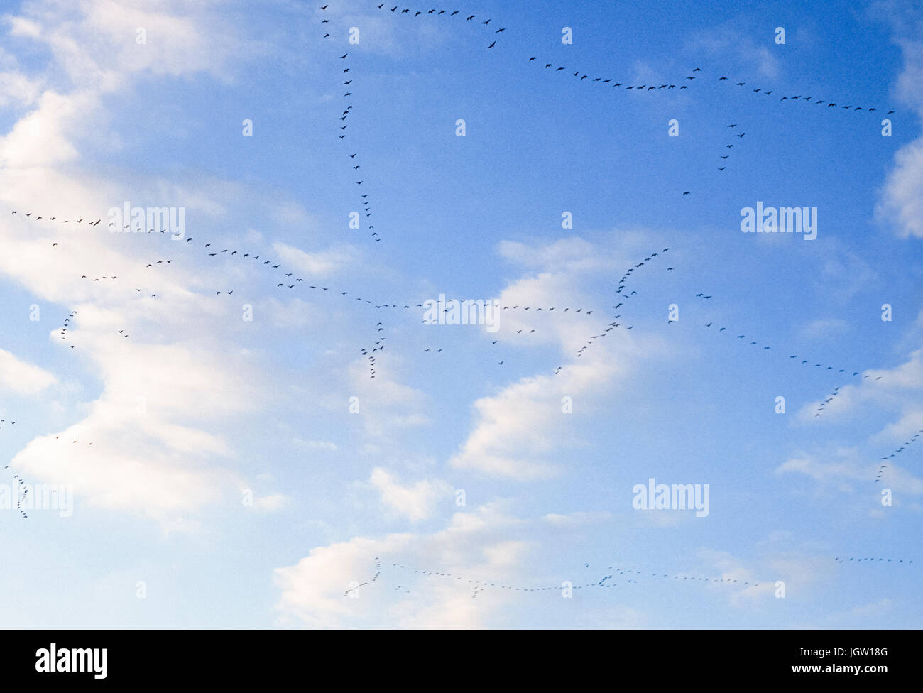 Herde Graugänse (Anser anser), die Migration von Süden aus Nordeuropa, Britische Inseln, Großbritannien Stockfoto