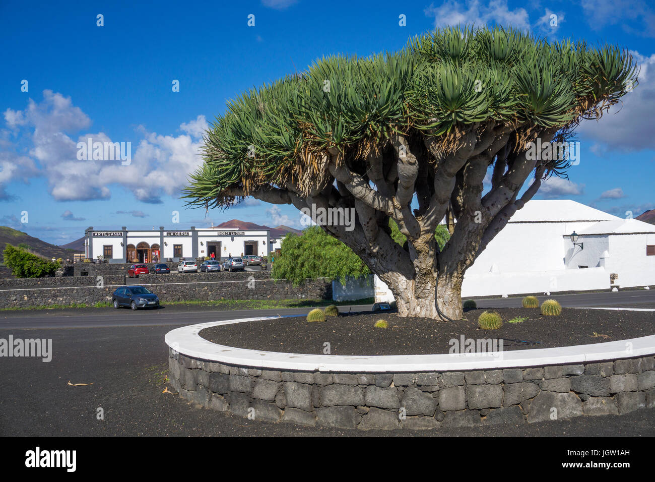 Der Kanarische Drachenbaum (Dracaena Draco) Bodega Rubicon, Weingut in La Geria, Lanzarote, Kanarische Inseln, Spanien, Europa Stockfoto