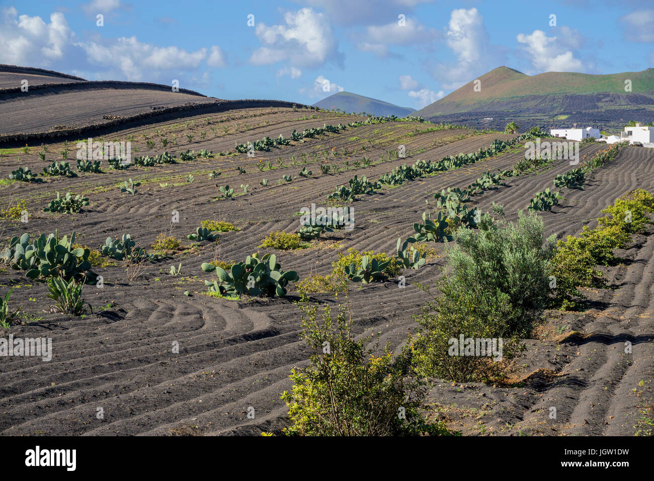 Cactus Feld in La Geria, Lanzarote, Kanarische Inseln, Spanien Stockfoto