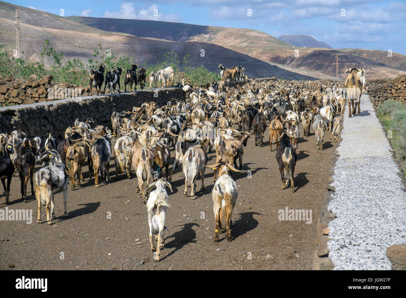 Ziege-herde bei Guatiza, Insel Lanzarote, Kanarische Inseln, Spanien, Europa Stockfoto