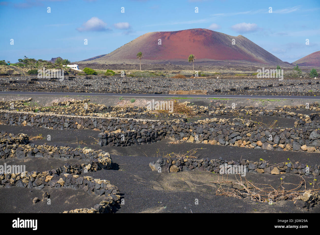 Vulkanischer Weinberge bei La Geria, hinter der Feuerberge, Montanas del Fuego, Nationalpark Timanfaya auf Lanzarote, Kanarische Inseln, Europa Stockfoto