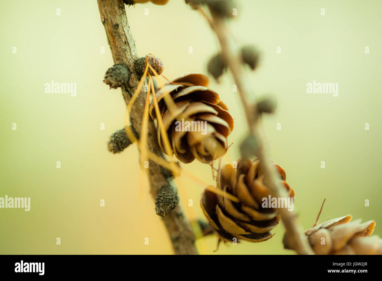 Rustikale Bilder von Tannenzapfen in freier Wildbahn Stockfoto