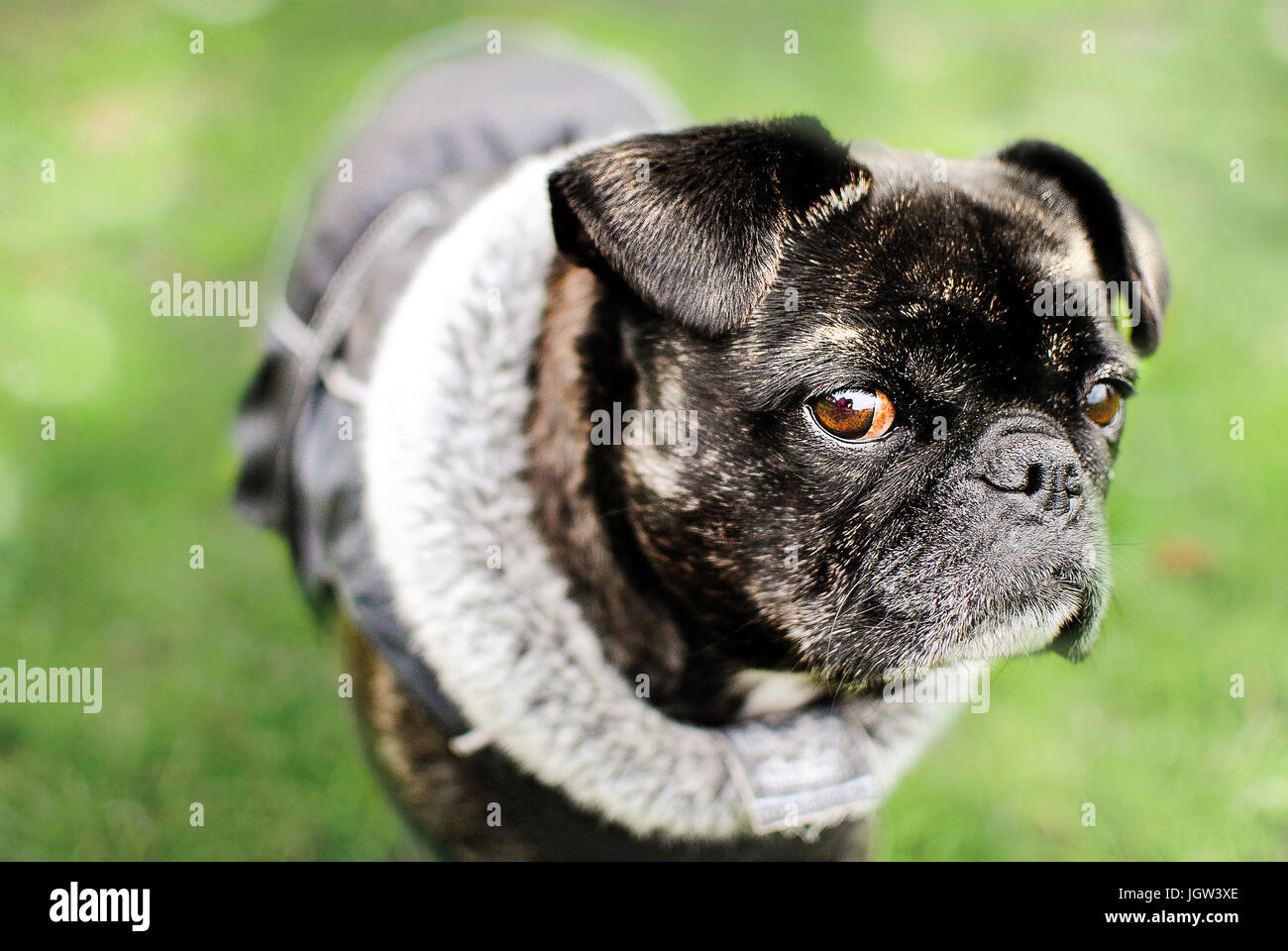 Pug portrait Stockfoto