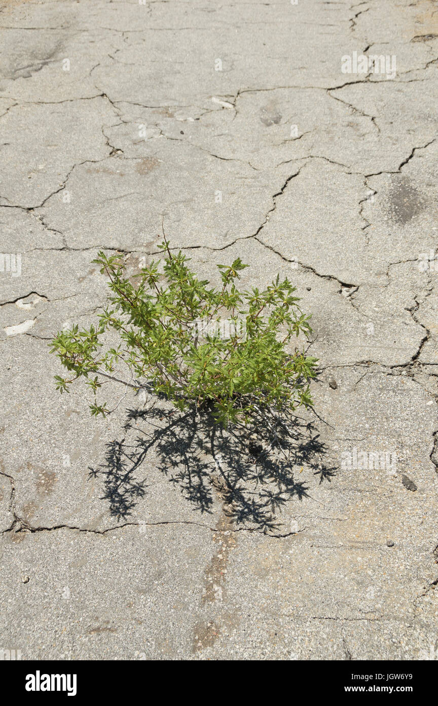 Anlage durch rissige Asphaltdecke zeigt den Triumph der Natur aufwachsen Stockfoto
