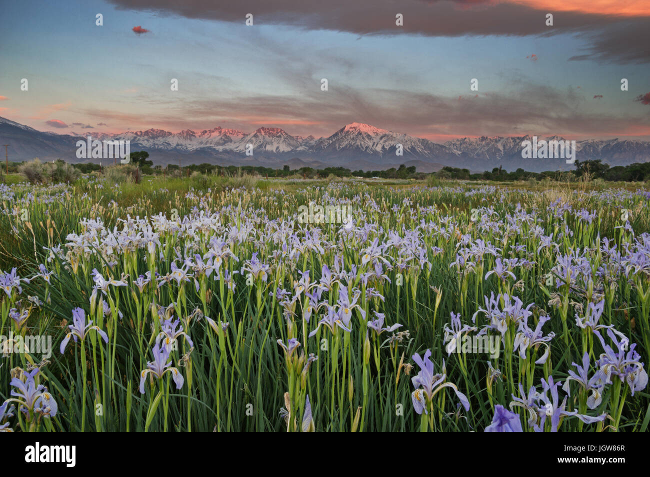 Wild Iris Wiese mit Bergen der Sierra Nevada im Hintergrund bei Sonnenaufgang Stockfoto
