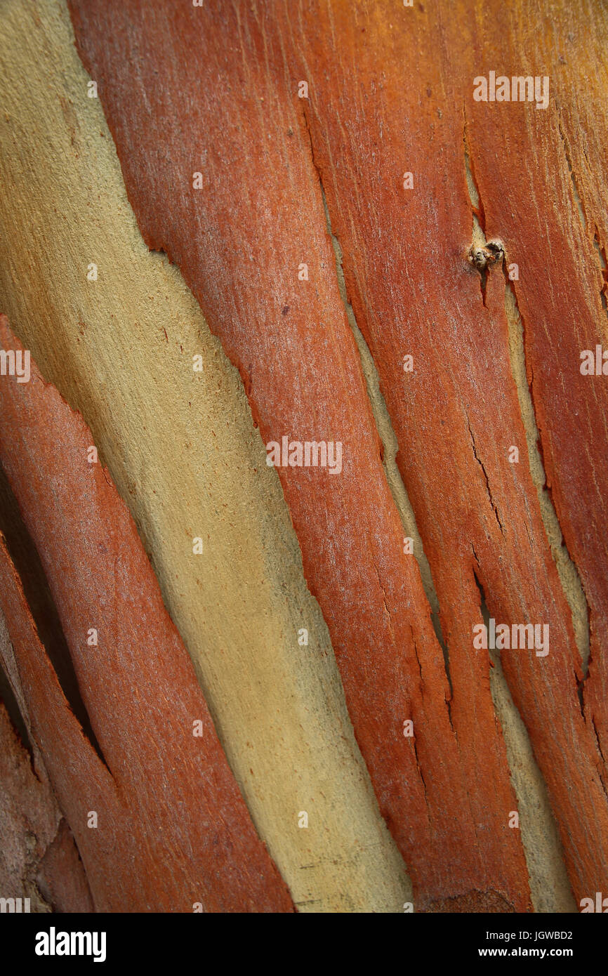 Nahaufnahme der Streifen von bräunlich-rote Rinde schälen von der Oberfläche des Stammes von einem Eukalyptusbaum, enthüllt eine tan farbige Schicht darunter. Stockfoto