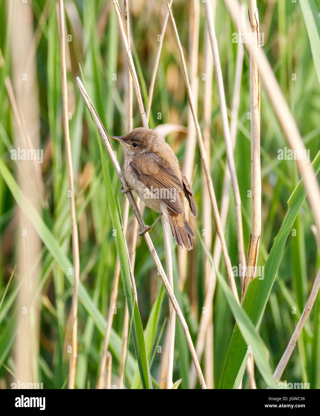 Reed Warbler Acrocephalus scirpaceus Stockfoto