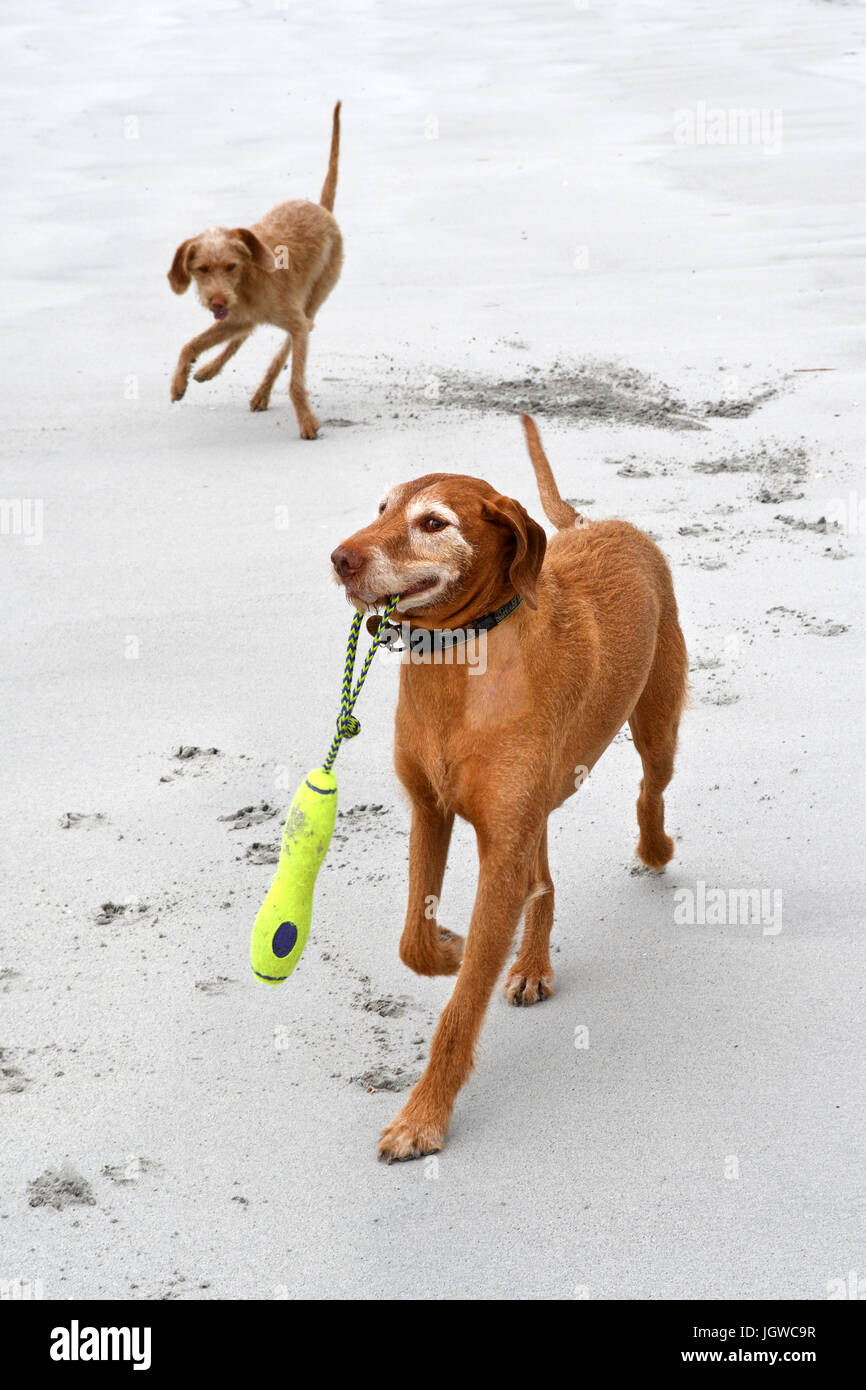 ungarischen Drahthaar Vizslas, spielen am Strand, North Uist, Schottland Stockfoto