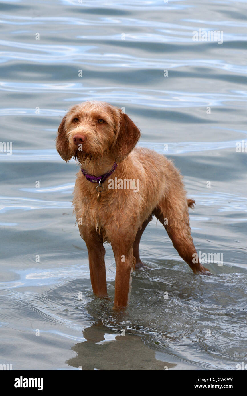 ungarischen Drahthaar Vizslas, spielen im Meer, North Uist, Schottland Stockfoto