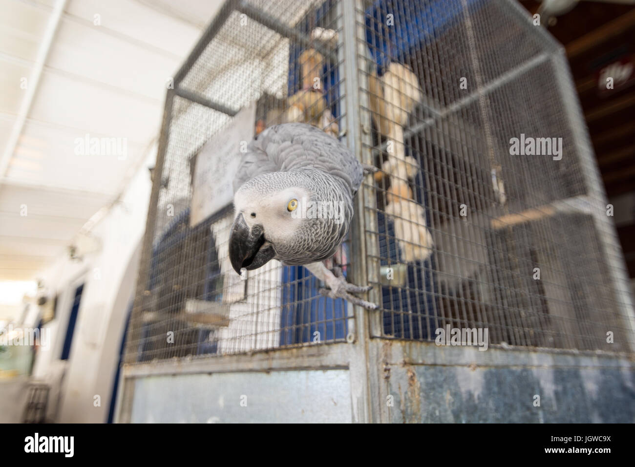 Ein afrikanisches Grau-Papagei freut sich grüßen und unterhalten Kunden außerhalb seiner Besitzer Tarverna in Loutro, Kreta, Griechenland. Stockfoto