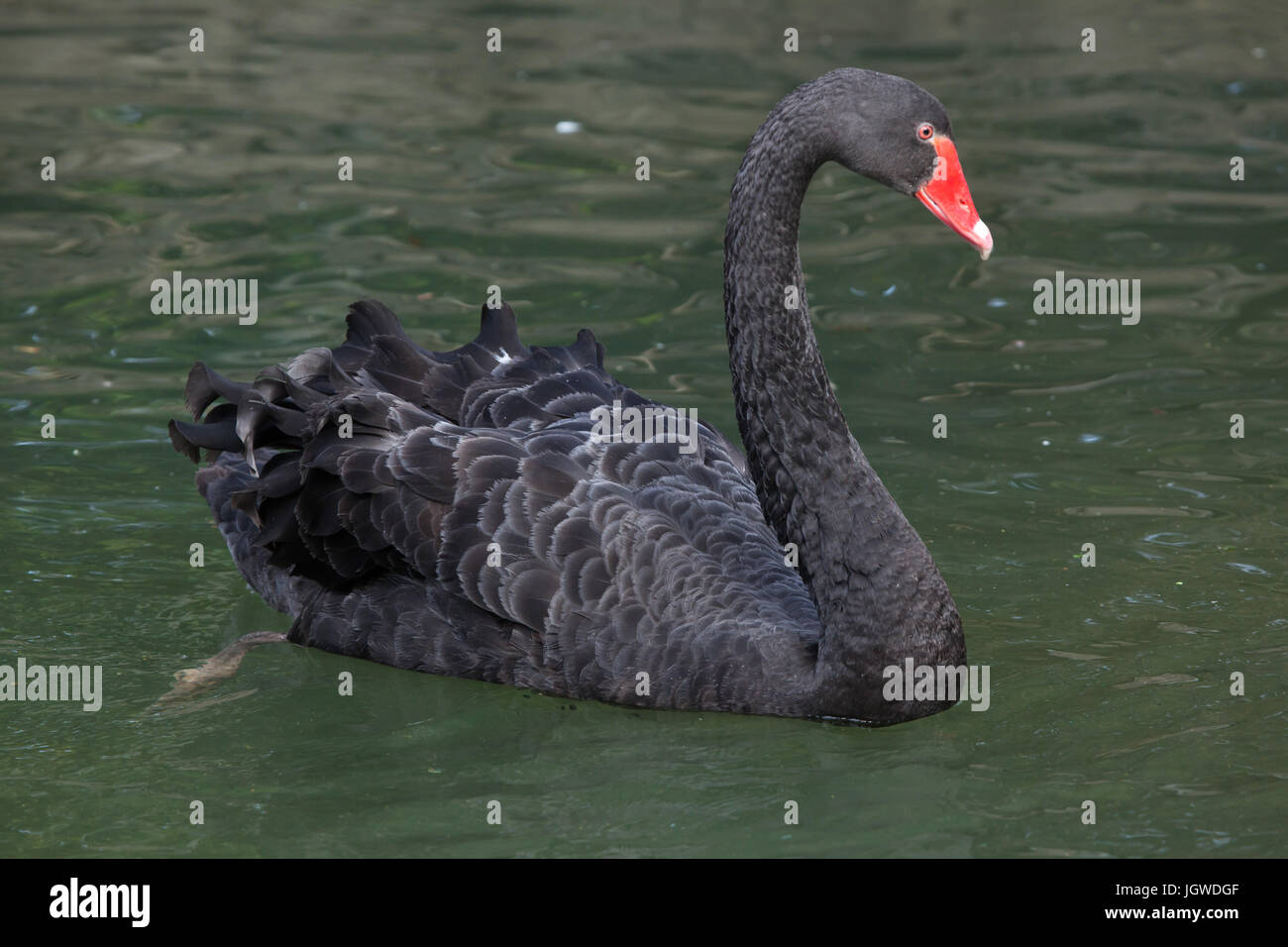 Schwarzer Schwan (Cygnus olor). Tier, wildes Leben. Stockfoto