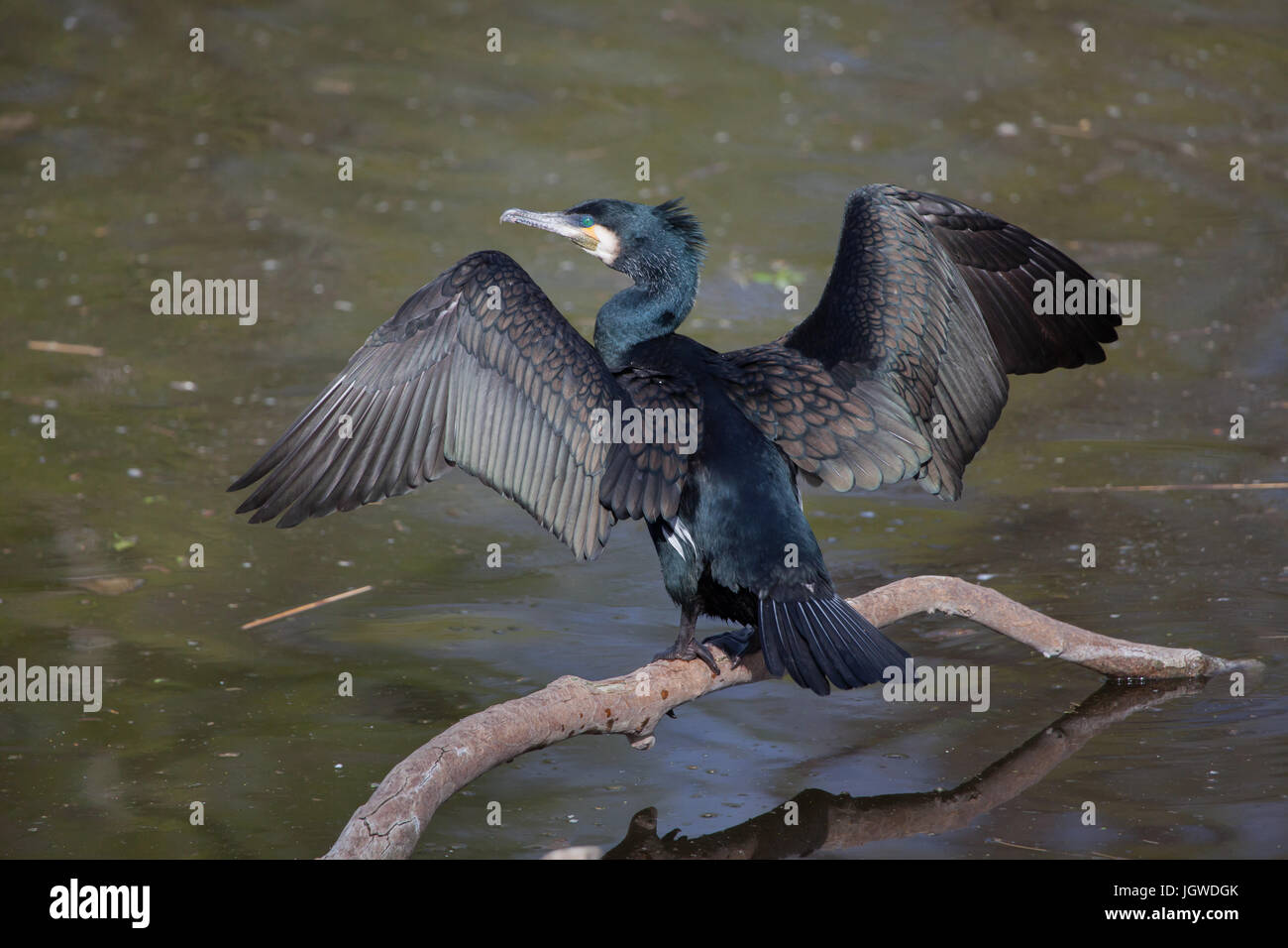 Kormoran (Phalacrocorax Carbo), auch bekannt als der schwarze Kormoran. Stockfoto