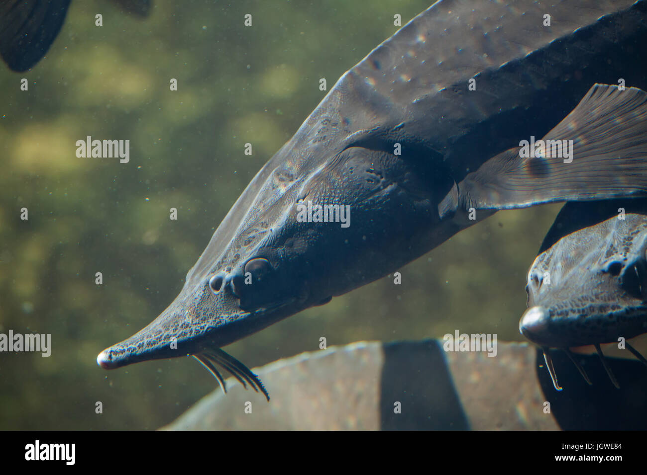 Sibirischer Stör (Acipenser Baerii). Süßwasserfische Stockfotografie
