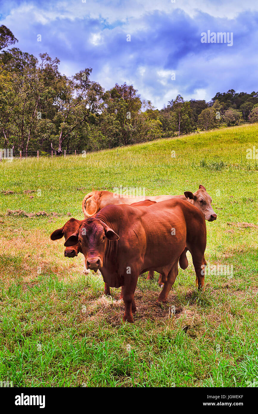 Braune Angus Bullen auf einem grünen Rasen Landwirtschaft Weide Hügel wachsen Freilandhaltung Rindfleisch in Barrington Tops Cobark Gegend an einem sonnigen Sommertag. Stockfoto