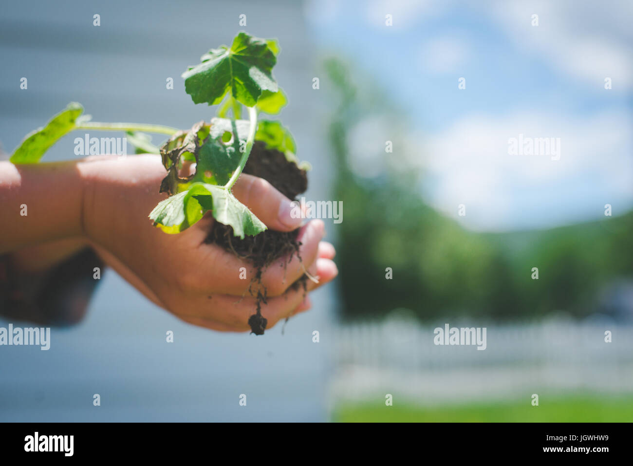 Eines Kindes Hände halten eine Pflanze mit Boden unter ihm. Stockfoto