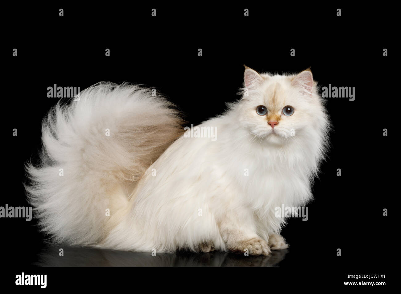 Pelzigen britische Katze weiße Farbe auf isolierte schwarzer Hintergrund Stockfoto