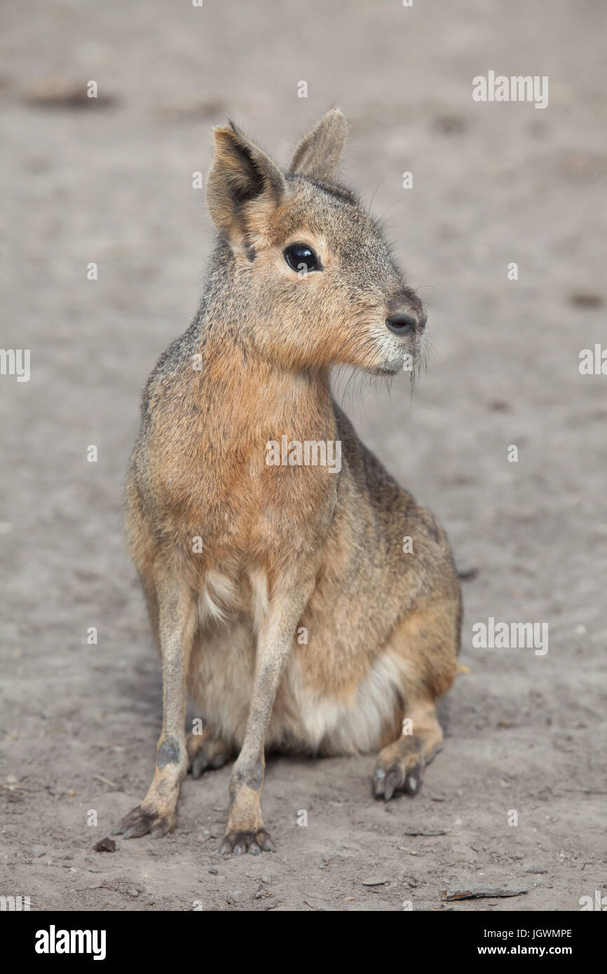 Patagonische Mara (Dolichotis Patagonum), auch bekannt als der patagonischen Cavia. Stockfoto