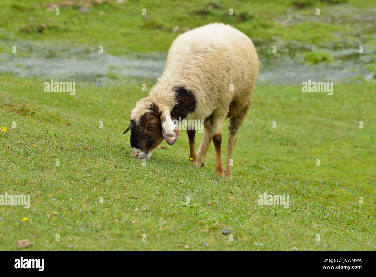 Schafbeweidung Fresh Green Grass im Himalaya Hills Stockfoto