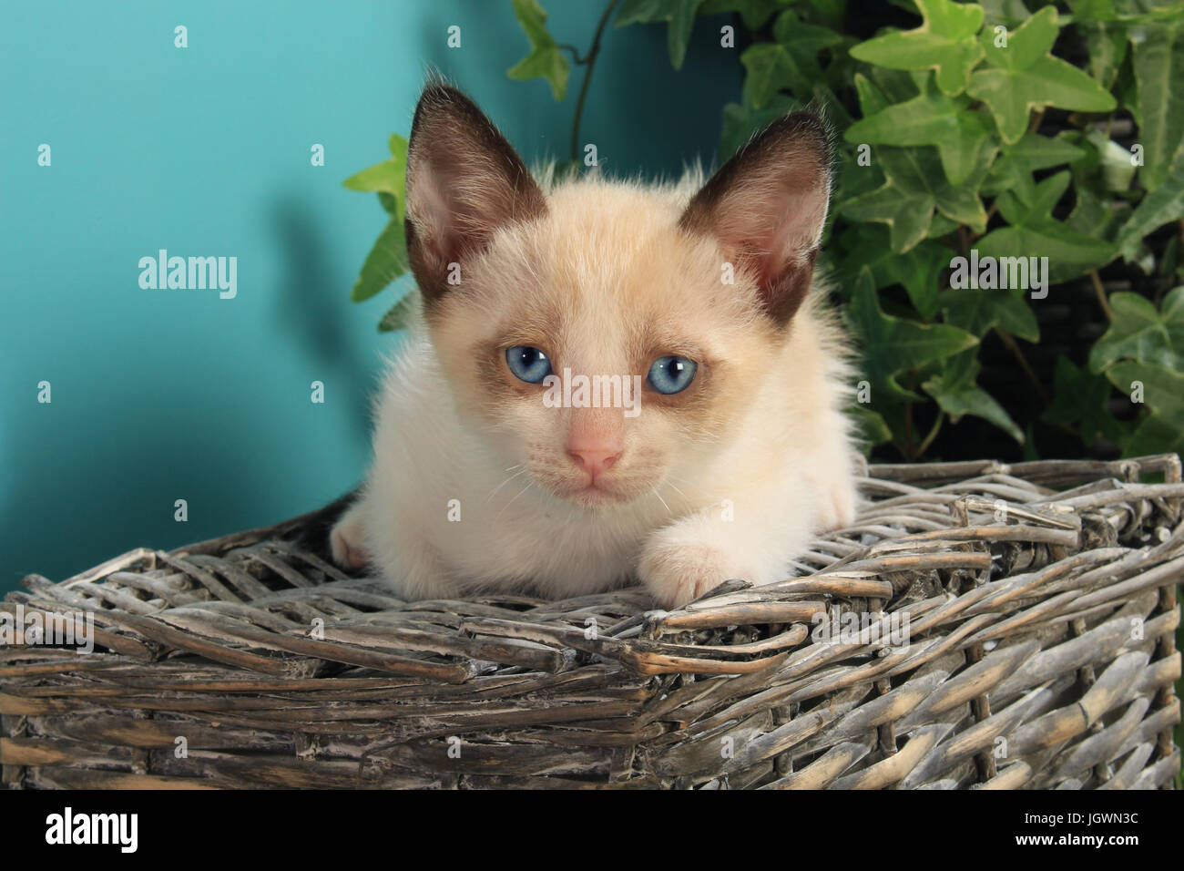 inländische Kätzchen, 6 Wochen alt, blauäugige, Dichtung Weißpunkt, liegend Stockfoto