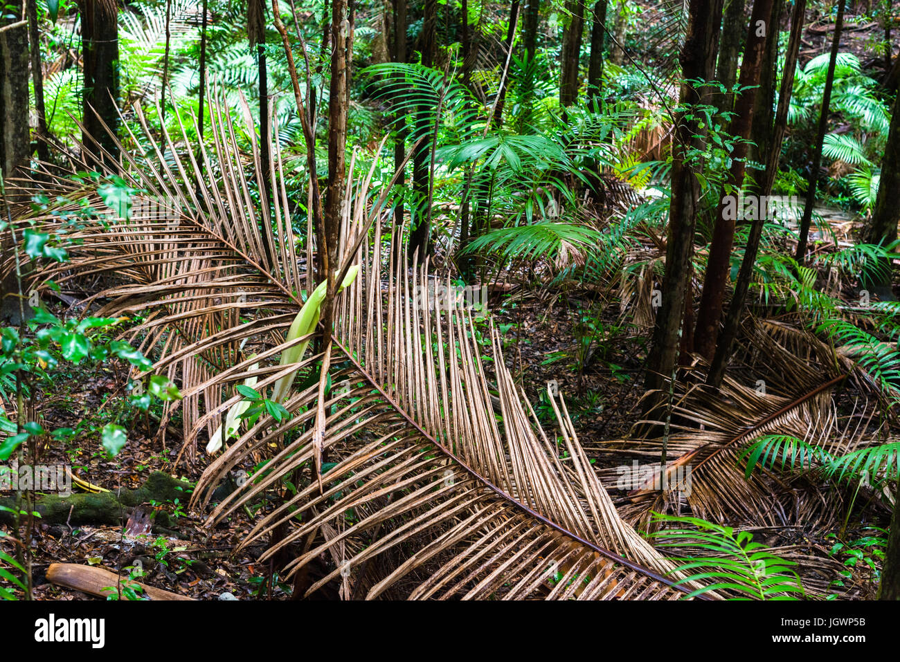 Baumfarne (Cyatheales), gemäßigten Regenwald, UNESCO Weltnaturerbe, Fraser Island, Great Sandy Nationalpark, Queensland, Australien. Stockfoto