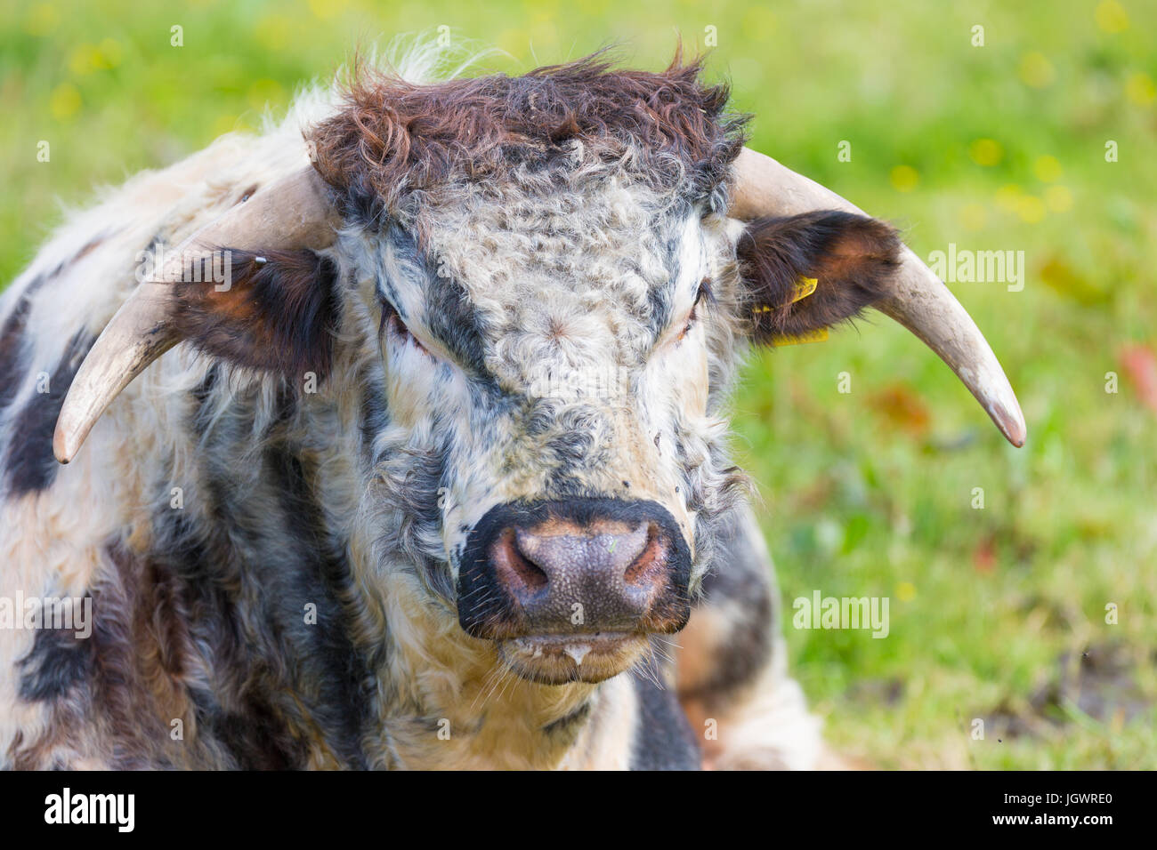 Alte Rasse von Highland Cattle mit Hörnern, in Orkney Schottland Großbritannien gefunden Stockfoto