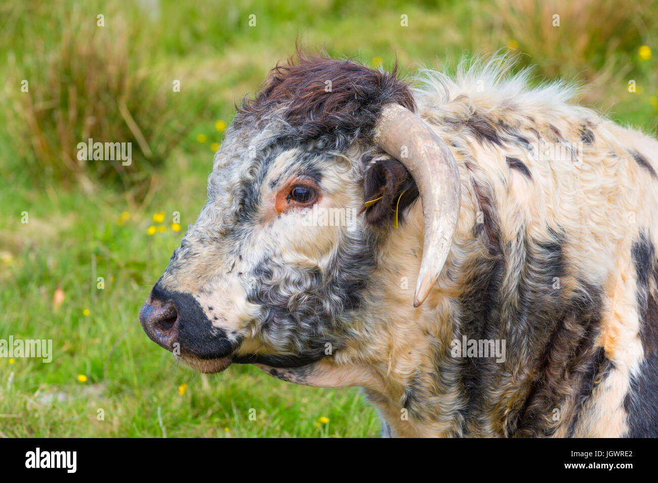 Alte Rasse von Highland Cattle mit Hörnern, in Orkney Schottland Großbritannien gefunden Stockfoto