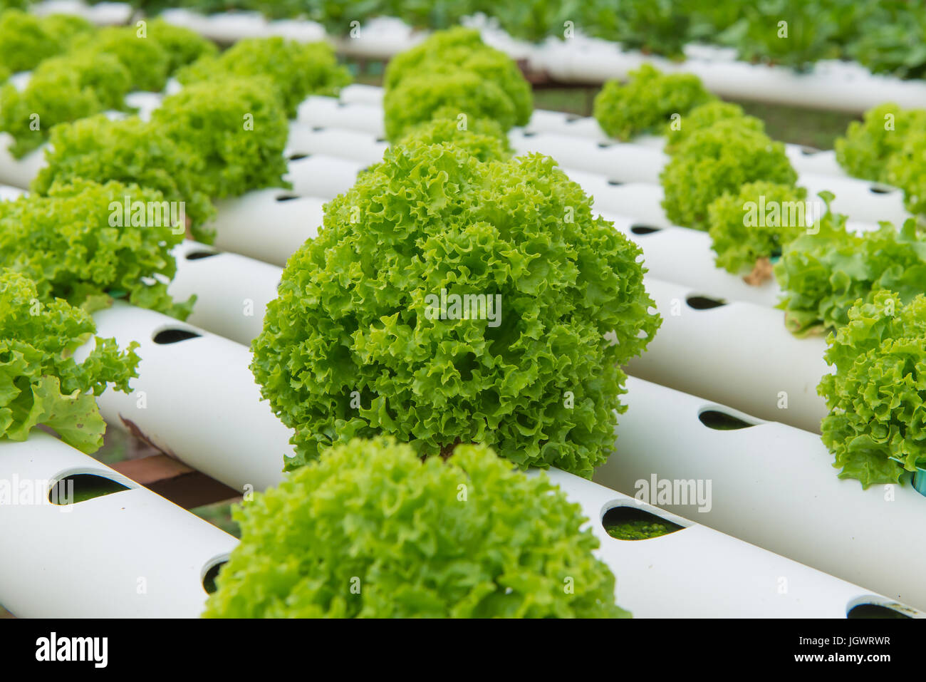 Bio Hydrokultur Gemuse In Der Anbau Farm Stockfotografie Alamy