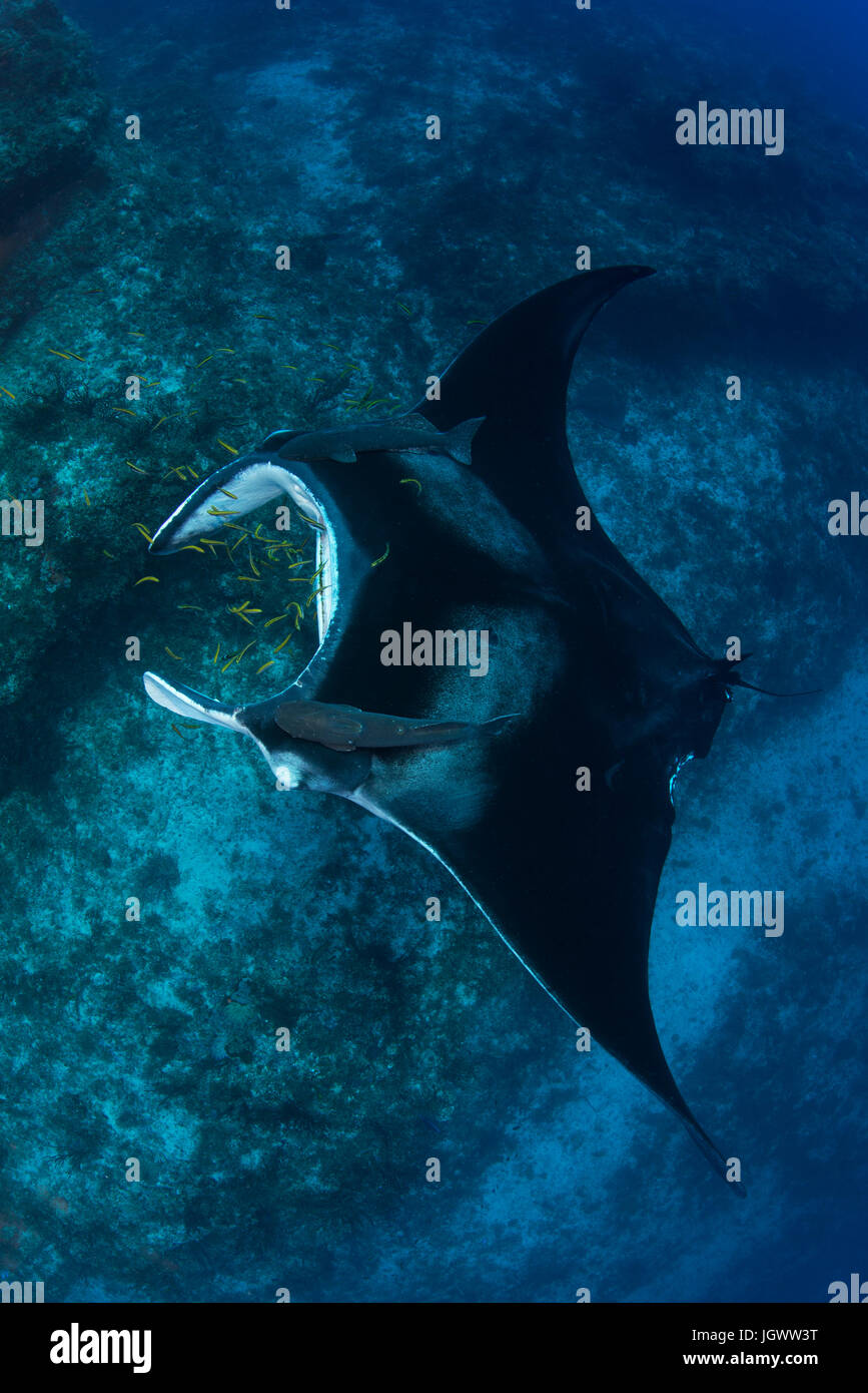 Riesigen Manta von Parasiten gereinigt durch kleine gelbe Labrid Fisch, Cancun, Mexiko Stockfoto