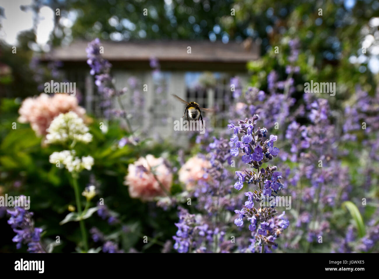 Biene-gefangen im Flug in einem schönen Garten Stockfoto