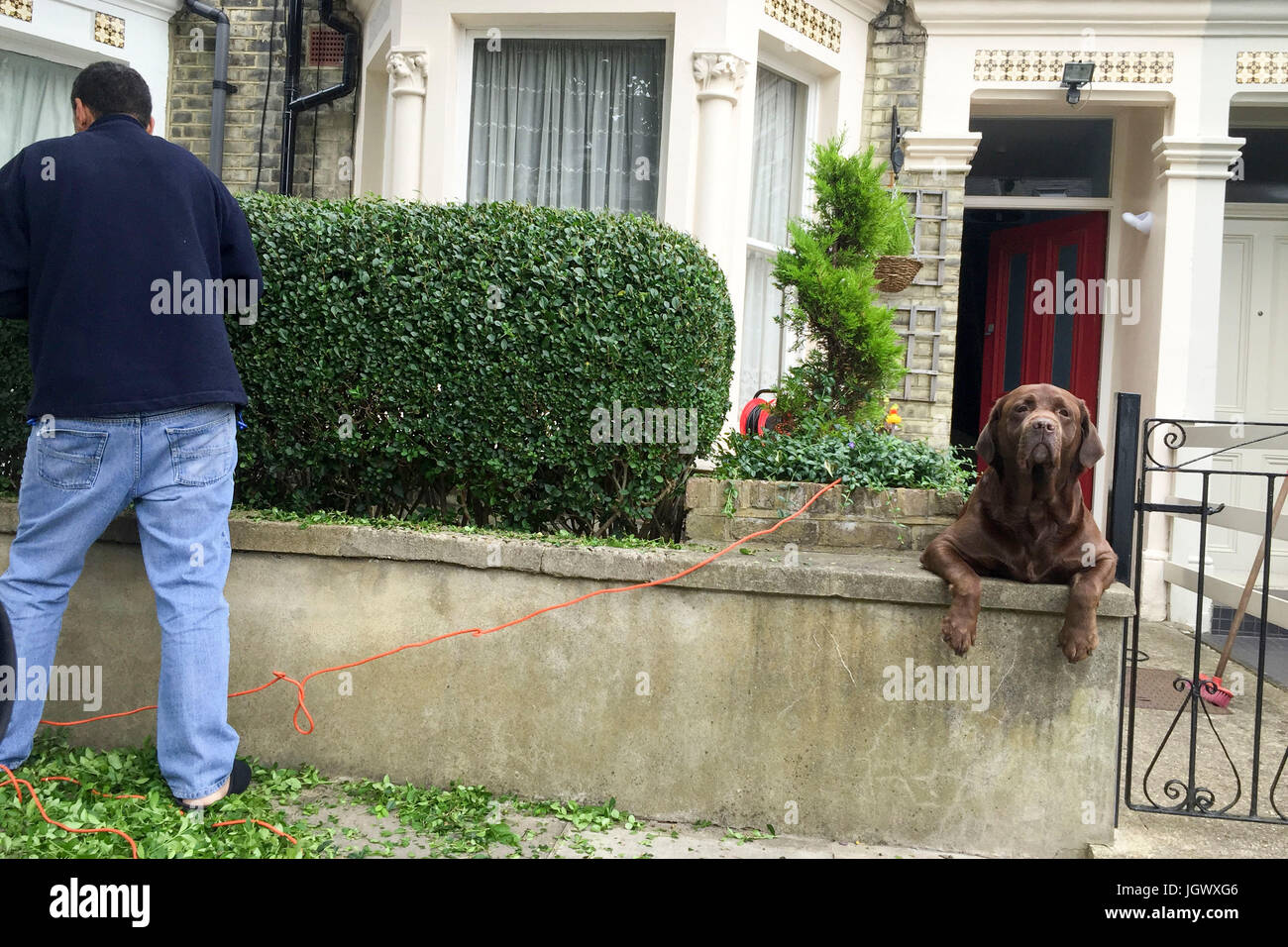 Mann schneiden Hecke während großer Hund schaut. Stockfoto