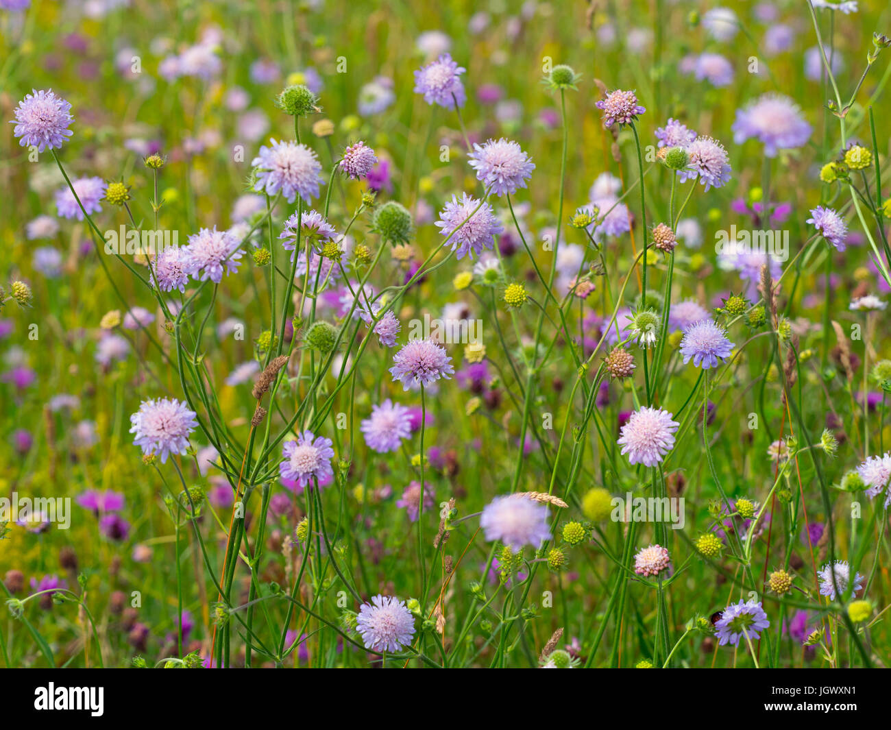 Wildblumen in Mähwiese Wensum Valley Norfolk Stockfoto