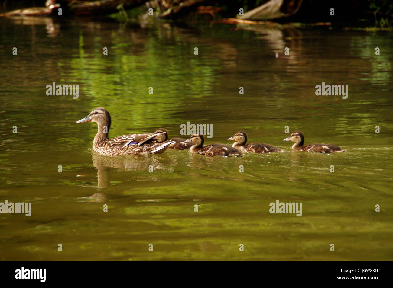 Enten familie -Fotos und -Bildmaterial in hoher Auflösung – Alamy Enten familie -Fotos und -Bildmaterial in hoher Auflösung – Alamy