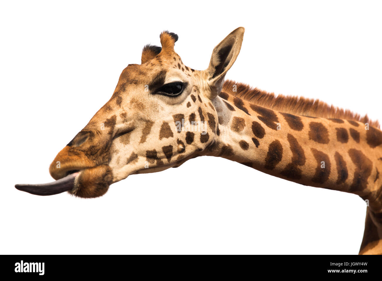 Giraffe mit Zunge Stockfoto