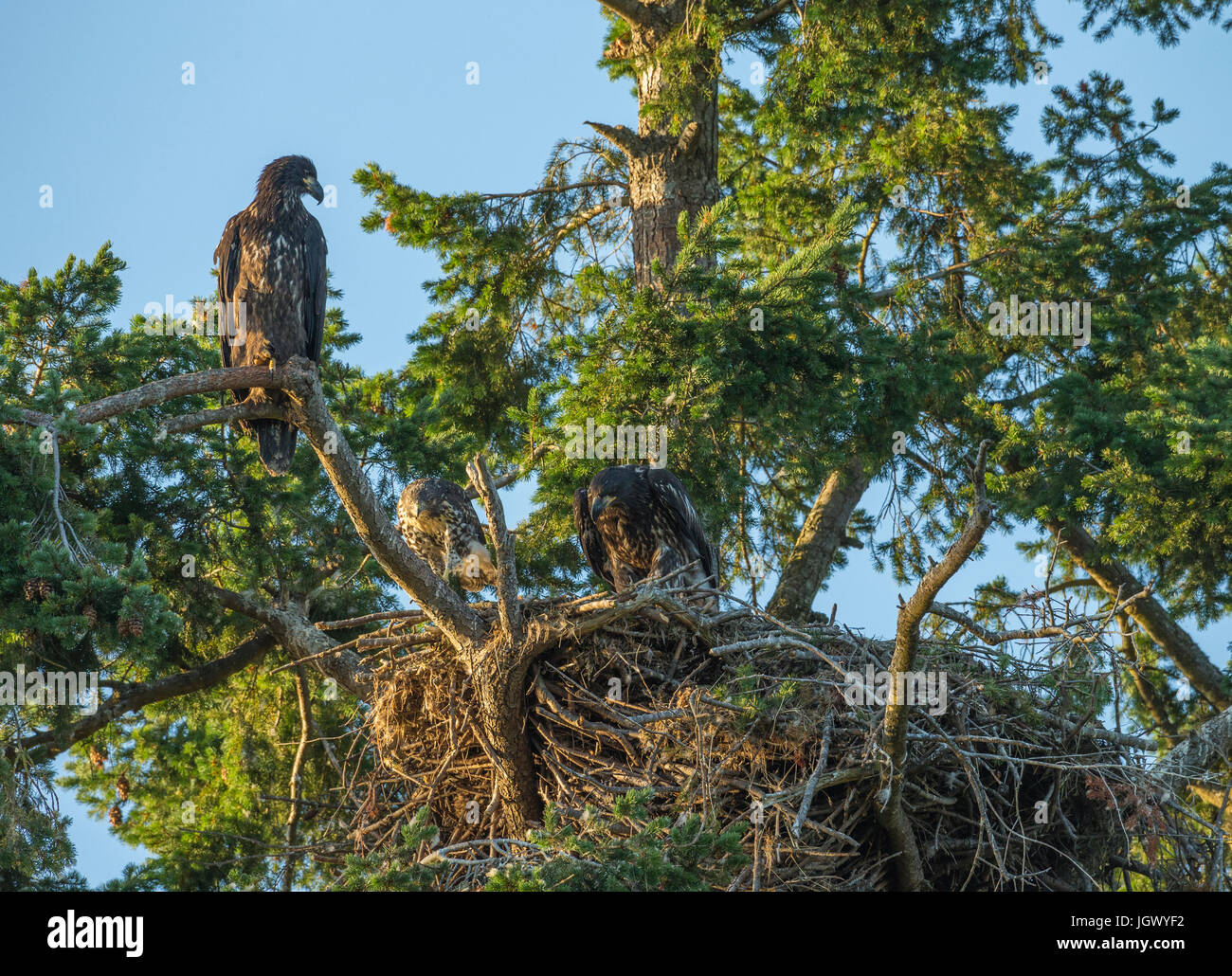 Weißkopf-Seeadler Jungvögel mit Red Tailed Hawk wuchs in derselben Brut im Nest an der Robert Bay-Sidney, British Columbia, Kanada. Stockfoto